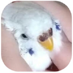 BirdyImg